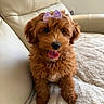 Maple is registered to the contest to win money with this photo: puppy, dog, pet, apricot, curly_fur, fluffy, bow, lavender, tongue_out, happy, sitting, portrait, indoors, sofa, couch, rug, cream, home, cute, companion_animal