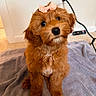 Maple joined the competition — help win amazing prizes! puppy, dog, small_dog, fluffy, brown_fur, curly_fur, pink_bow, sitting, portrait, indoors, blanket, bed, home, wall, electrical_outlet, charging_cable, cute, pet, animal, closeup