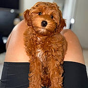 Maple joined the competition — help win amazing prizes! dog, puppy, small_dog, curly_fur, apricot_fur, fluffy, portrait, close_up, sitting, standing, pet, companion_animal, brown_fur, black_nose, dark_eyes, indoors, lap, person, clothing, cute