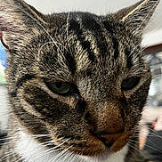 Scooter joined the competition — help win amazing prizes! cat, tabby, close_up, fur, whiskers, ears, green_eyes, pet, animal, indoor, portrait, mammal, cute, feline, face, nose, mustache, soft_light, whisker, domestic_cat