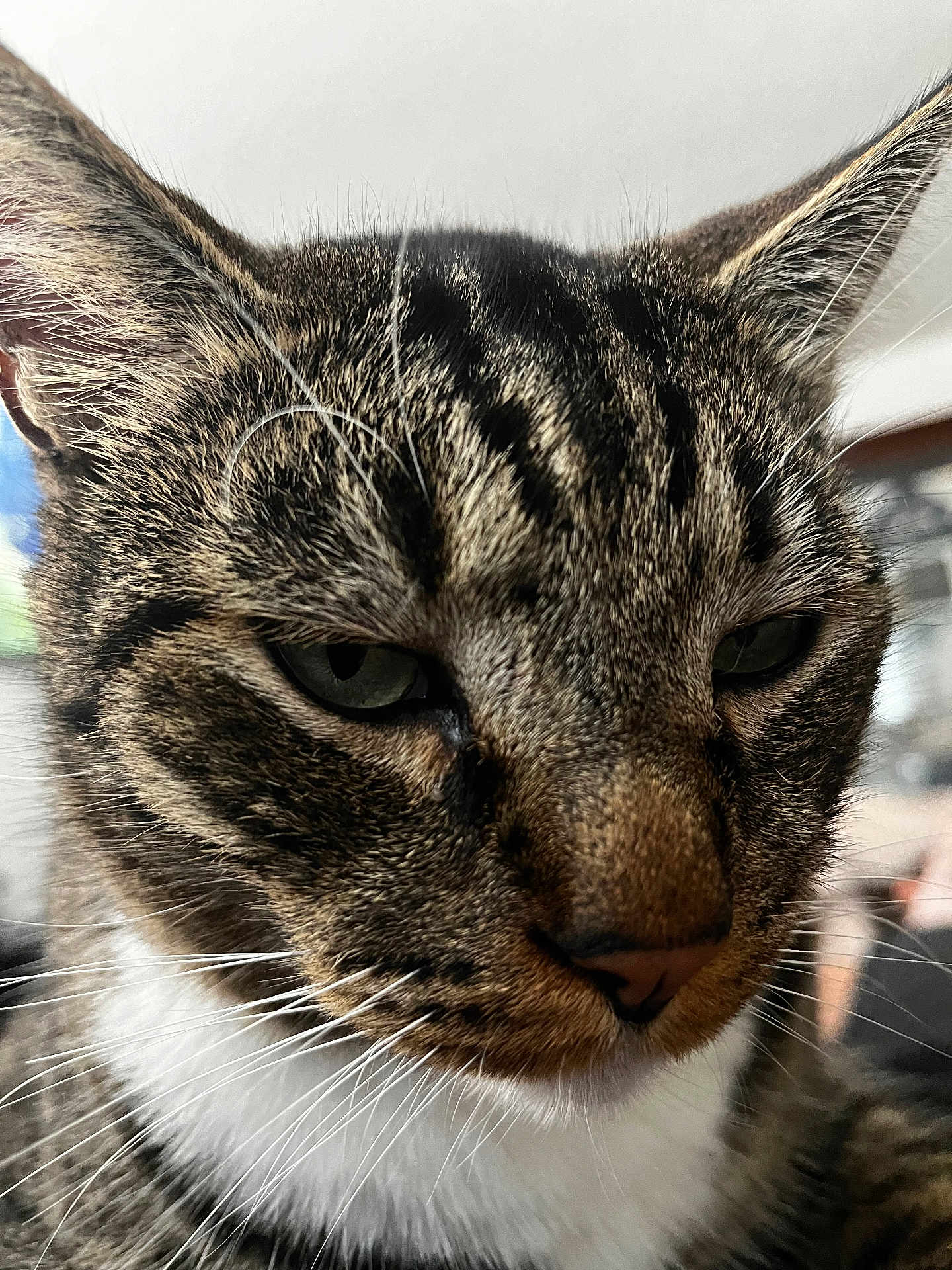 Scooter joined the competition — help win amazing prizes! cat, tabby, close_up, fur, whiskers, ears, green_eyes, pet, animal, indoor, portrait, mammal, cute, feline, face, nose, mustache, soft_light, whisker, domestic_cat