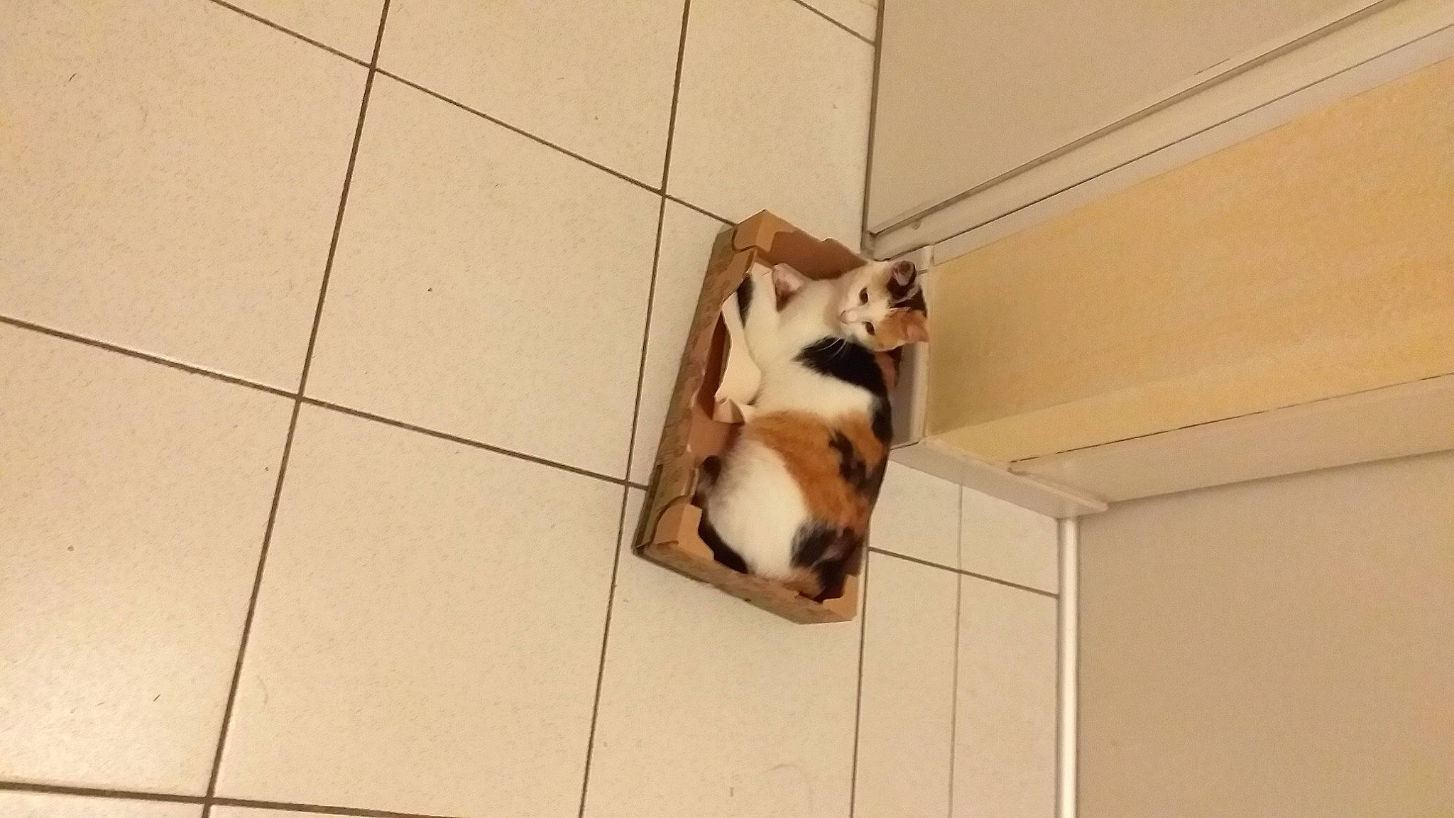 Pixie a rejoint le concours — aidez-le/la à gagner de superbes lots ! canidae, carnivore, cat, dog, dog_breed, fawn, felidae, kitten, small_to_medium_sized_cats, sporting_group, tail