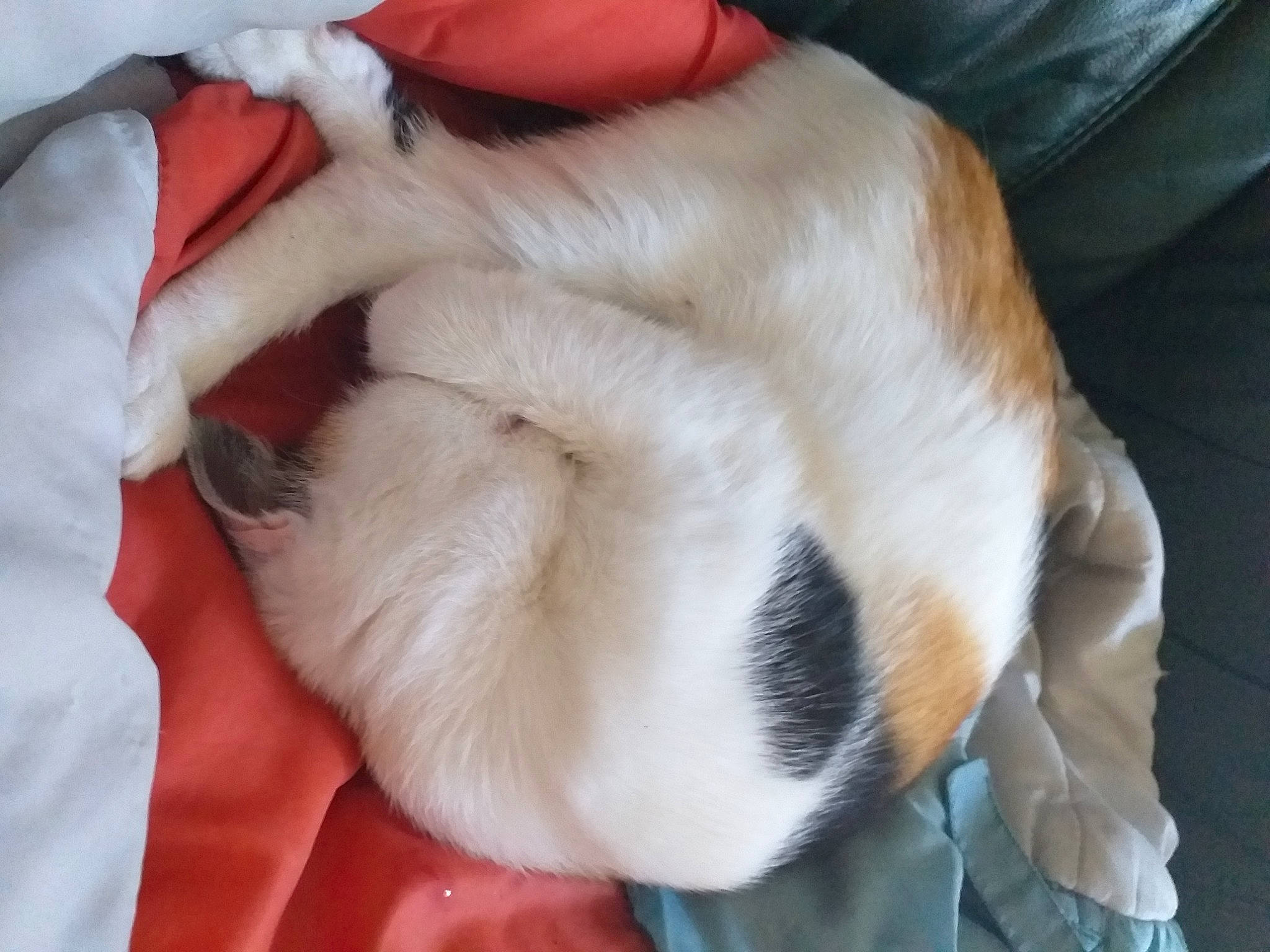 Pixie participe au concours pour gagner de l'argent avec cette photo : canidae, carnivore, companion_dog, dog_breed, fawn, fur, nap, paw, puppy, shih_tzu, sporting_group, tail