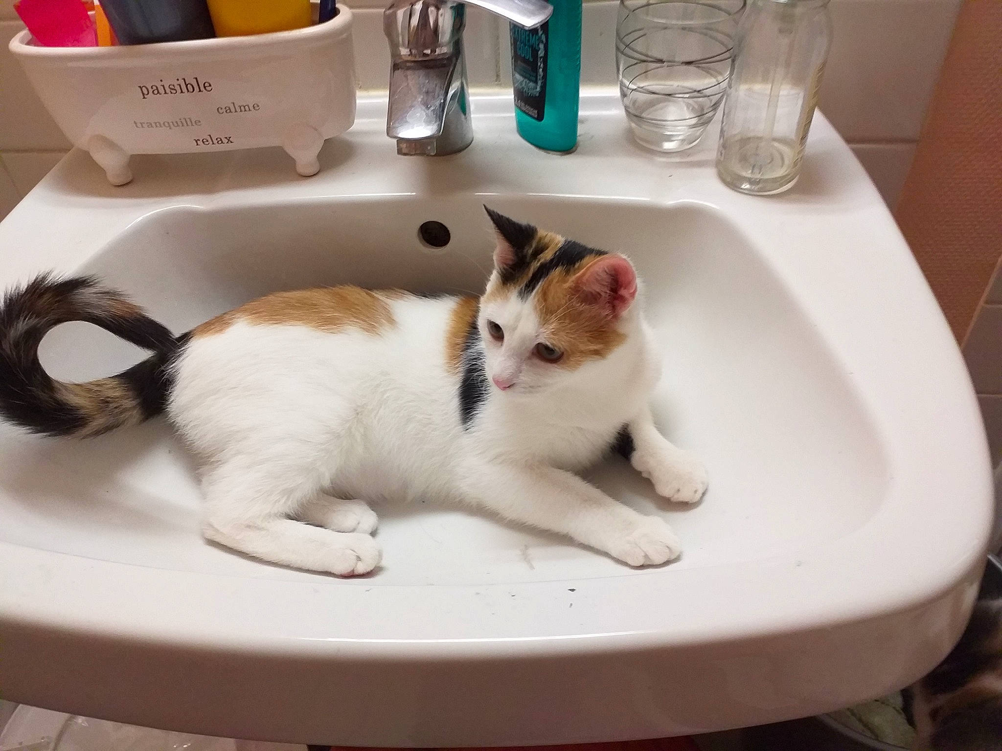 Pixie participe au concours pour gagner de l'argent avec cette photo : aegean_cat, bathroom, bathtub, carnivore, cat, domestic_short_haired_cat, european_shorthair, felidae, kitten, plumbing, plumbing_fixture, room, sink, small_to_medium_sized_cats, tap, turkish_van, whiskers