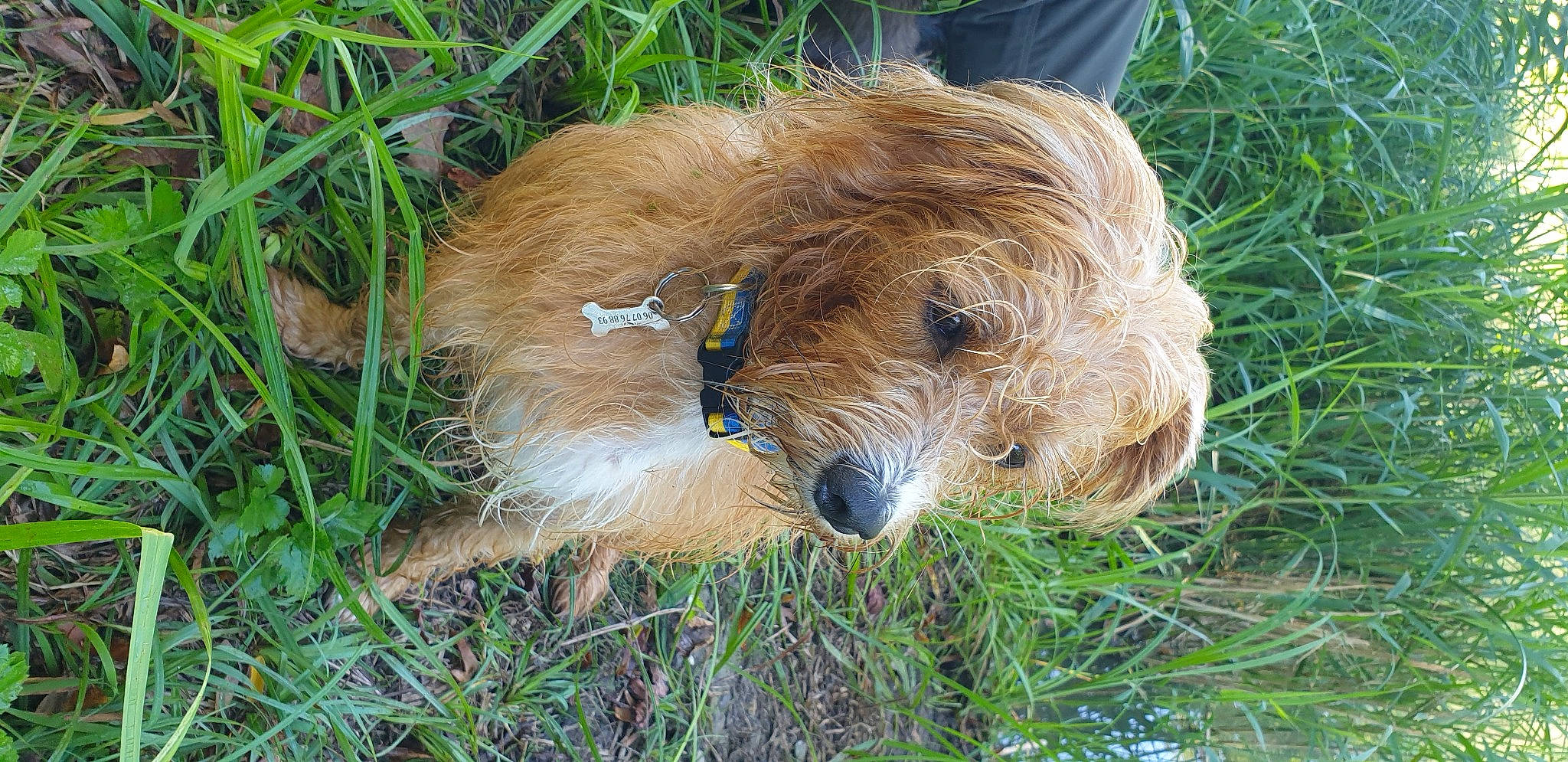 Moustache a rejoint le concours — aidez-le/la à gagner de superbes lots ! canidae, carnivore, companion_dog, dog, dog_breed, fawn, fur, grass, hoary_marmot, liver, plant, puppy, small_terrier, snout, terrestrial_animal, terrier, working_animal, working_terrier