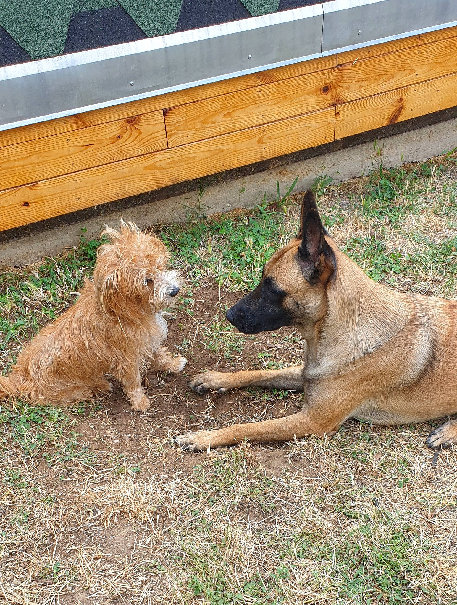 Moustache participe au concours pour gagner de l'argent avec cette photo : belgian_shepherd_malinois, canidae, carnivore, companion_dog, dog, dog_breed, east_european_shepherd, fawn, german_shepherd_dog, grass, herding_dog, king_shepherd, old_german_shepherd_dog, small_terrier, snout, sporting_group, terrestrial_animal, terrier, working_animal, working_dog