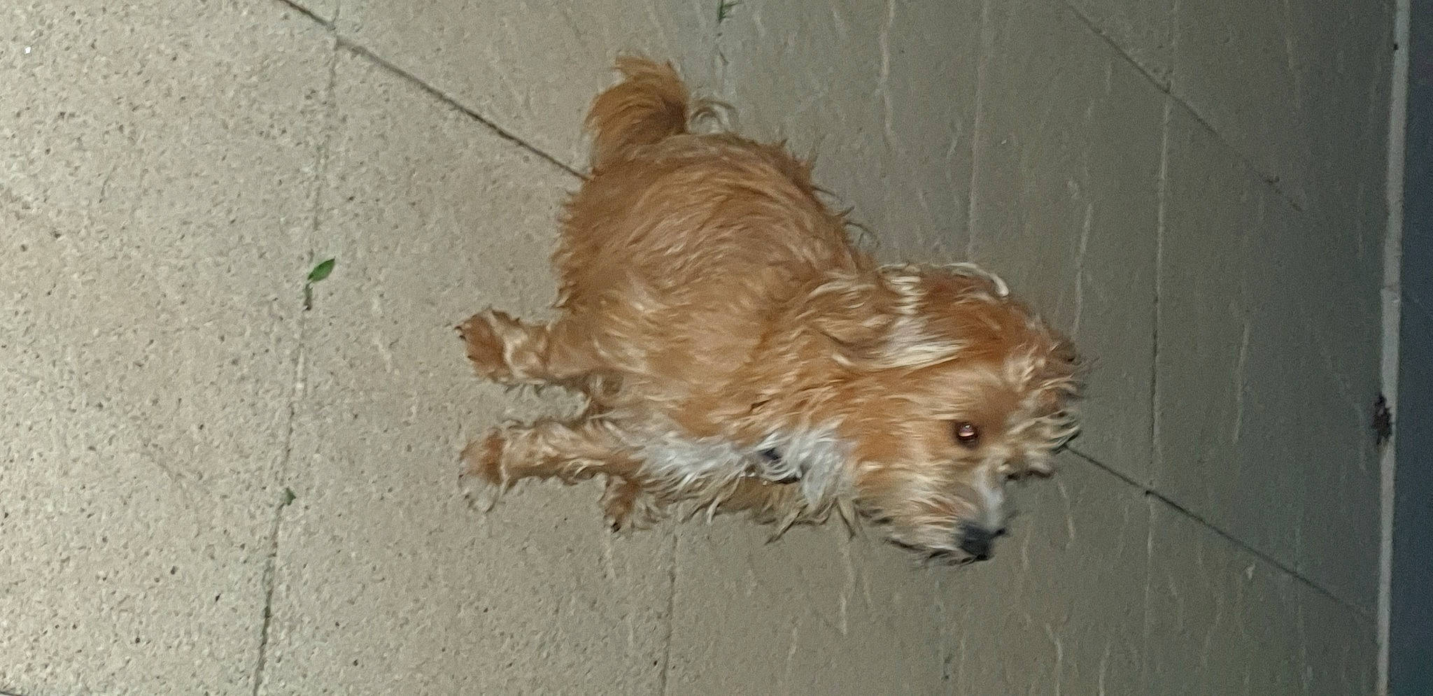 Moustache participe au concours pour gagner de l'argent avec cette photo : canidae, carnivore, companion_dog, dog, dog_breed, fawn, floor, flooring, fur, hardwood, liver, poodle_crossbreed, small_terrier, snout, sporting_group, tail, terrier, toy_dog, wood, yorkipoo