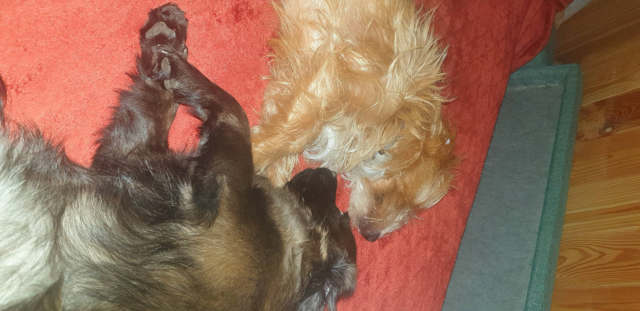 Moustache a rejoint le concours — aidez-le/la à gagner de superbes lots ! canidae, carnivore, claw, companion_dog, dog, dog_breed, fawn, foot, fur, liver, natural_material, non_sporting_group, paw, sporting_group, tail, working_animal