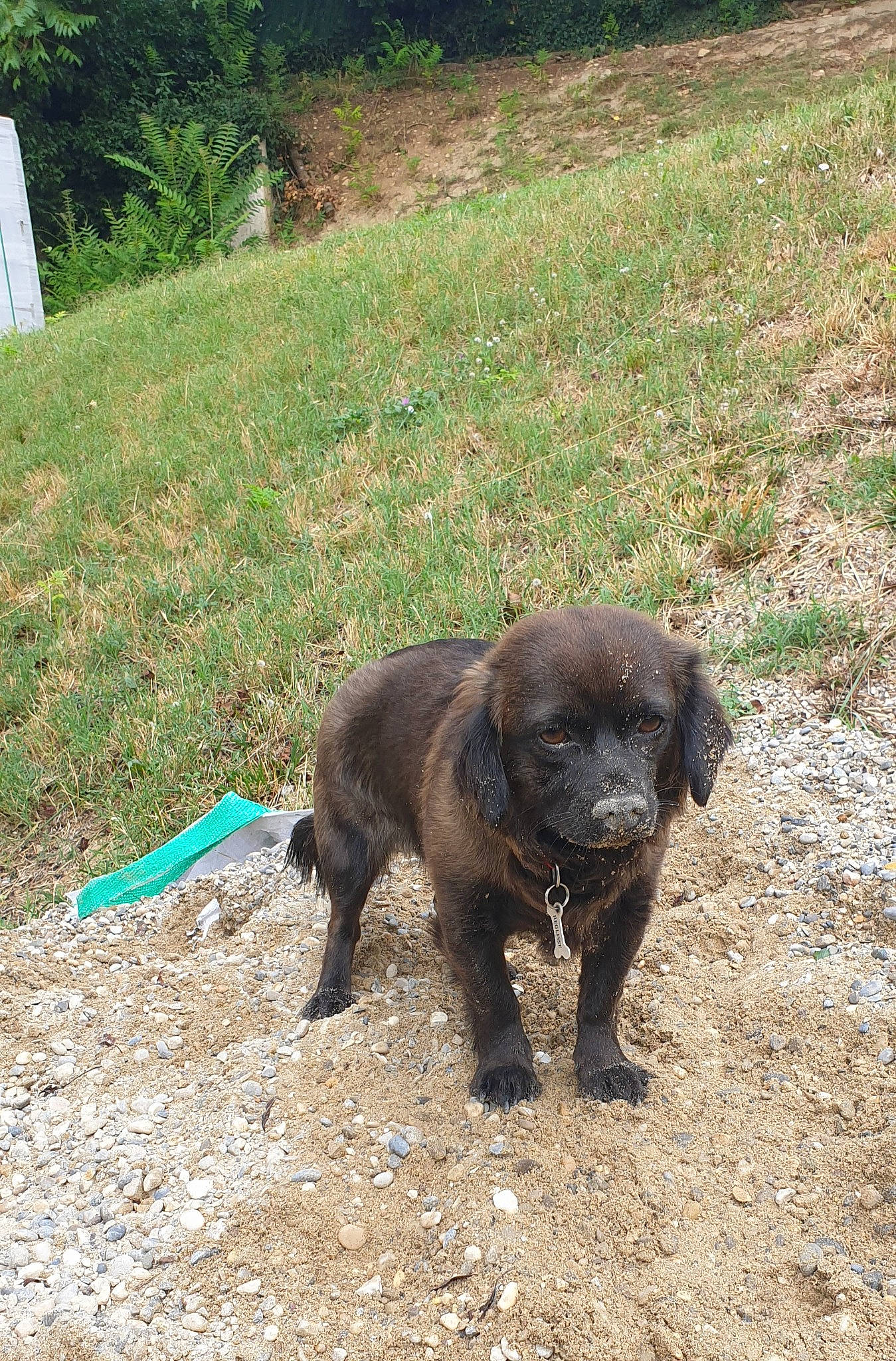 Réglisse participe au concours pour gagner de l'argent avec cette photo : borador, canidae, carnivore, companion_dog, dog, dog_breed, fawn, fur, grass, gun_dog, hunting_dog, liver, non_sporting_group, plant, soil, sporting_group, tail, terrestrial_animal, working_animal