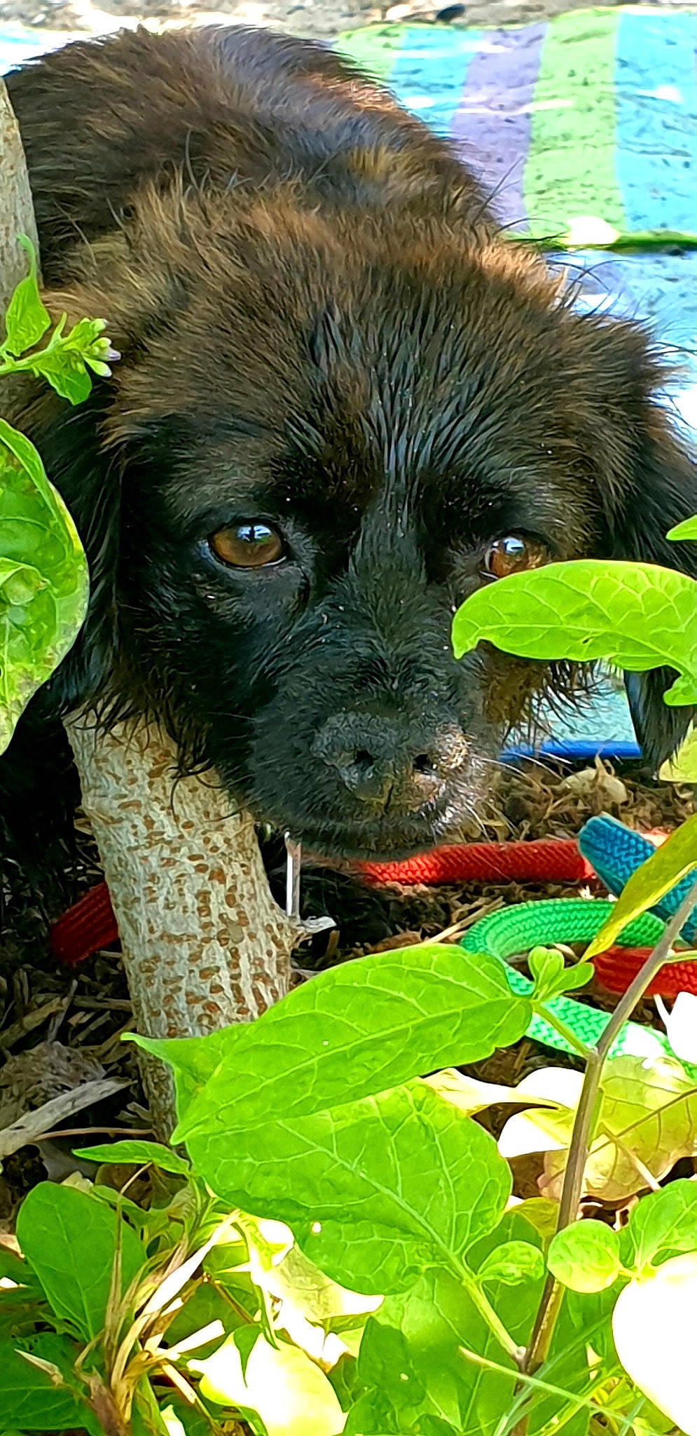 Réglisse participe au concours pour gagner de l'argent avec cette photo : annual_plant, botany, canidae, carnivore, companion_dog, dog, dog_breed, fawn, fur, grass, liver, non_sporting_group, plant, puppy, snout, sporting_group, terrestrial_animal, terrestrial_plant, wildlife, working_animal