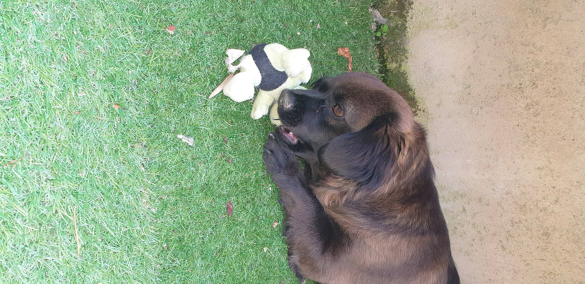 Réglisse a rejoint le concours — aidez-le/la à gagner de superbes lots ! canidae, carnivore, companion_dog, dog, dog_breed, fawn, flooring, fur, grass, groundcover, guard_dog, herbaceous_plant, liver, paw, shadow, snout, sporting_group, tail, terrestrial_animal, working_animal