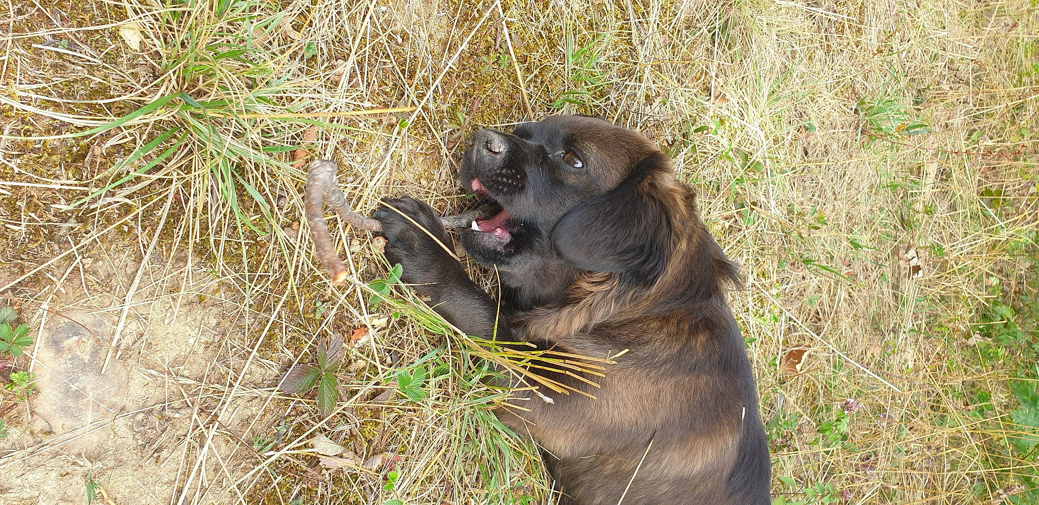 Réglisse a rejoint le concours — aidez-le/la à gagner de superbes lots ! big_cats, canidae, carnivore, companion_dog, dog, dog_breed, fawn, fur, german_spitz_mittel, grass, hunting_dog, liver, paw, roar, snout, soil, sporting_group, terrestrial_animal, wildlife, working_animal