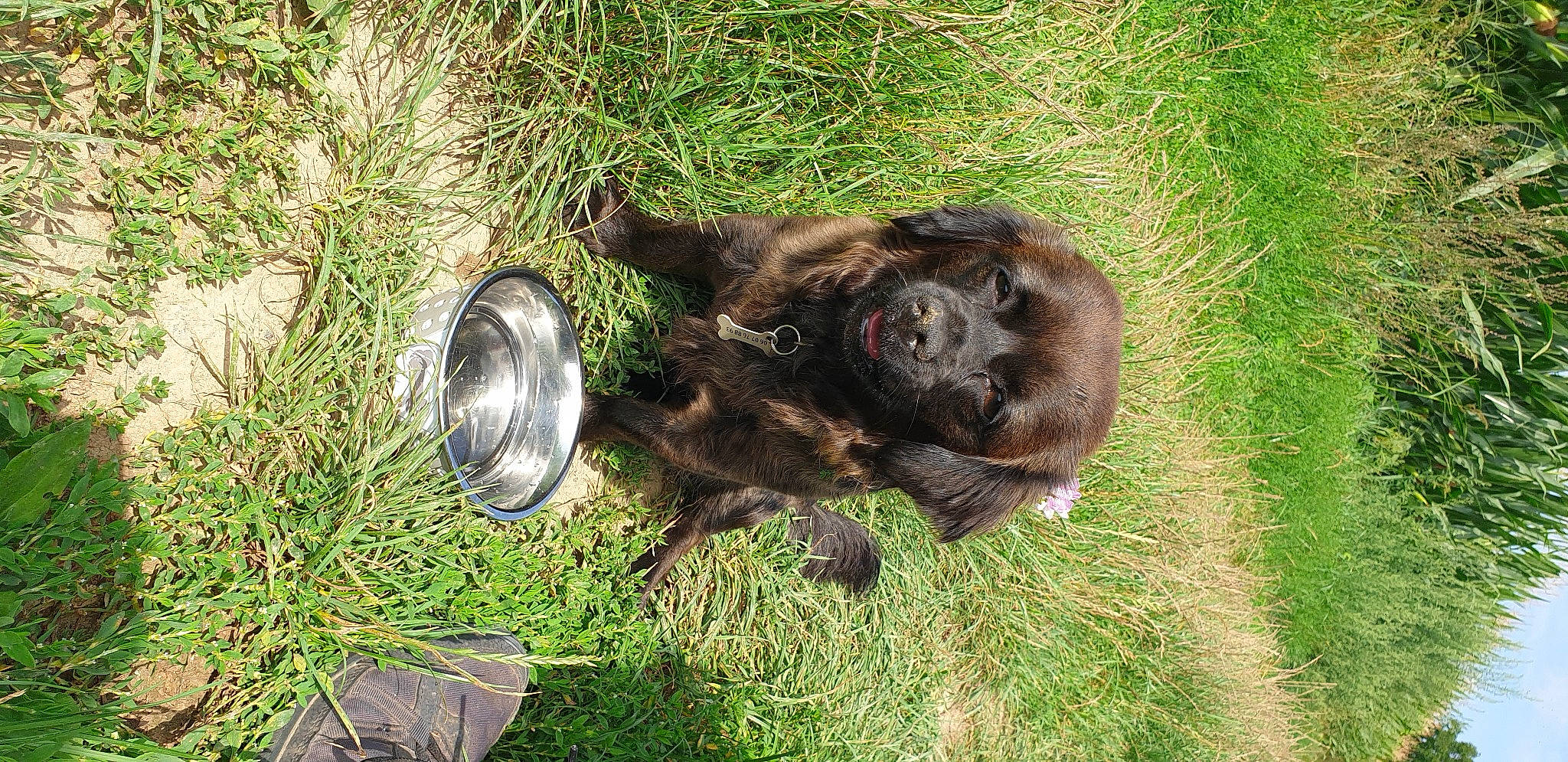 Réglisse a rejoint le concours — aidez-le/la à gagner de superbes lots ! canidae, carnivore, companion_dog, dog, dog_breed, fur, grass, groundcover, liver, non_sporting_group, plant, puppy, snout, soil, sporting_group, street_dog, terrestrial_animal, whiskers, wildlife, working_animal