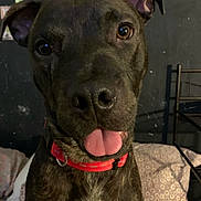 Zephyr is registered to the contest to win money with this photo: animal, bodypart, boxer, bulldog, canine, dog, frenchbulldog, furniture, greatdane, hound, indoors, labradorretriever, mouth, person, pet, pitbull, pointer, puppy, snout, tongue