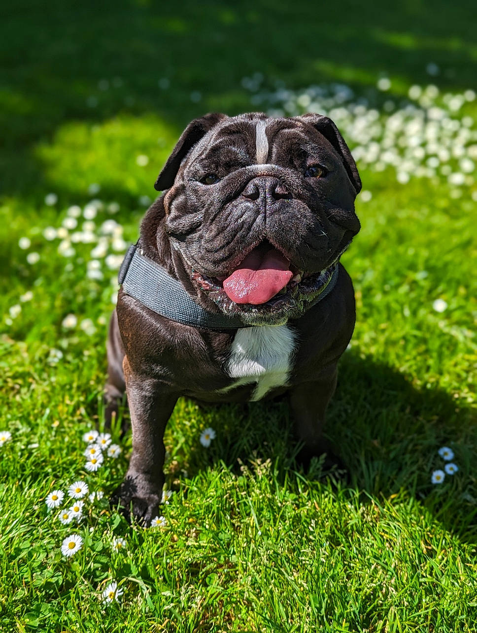 Rooney joined the competition — help win amazing prizes! bulldog, canidae, carnivore, collar, companion_dog, dog, dog_breed, fawn, flower, grass, groundcover, molosser, plant, pug, snout, sporting_group, terrestrial_animal, toy_dog, working_dog, wrinkle