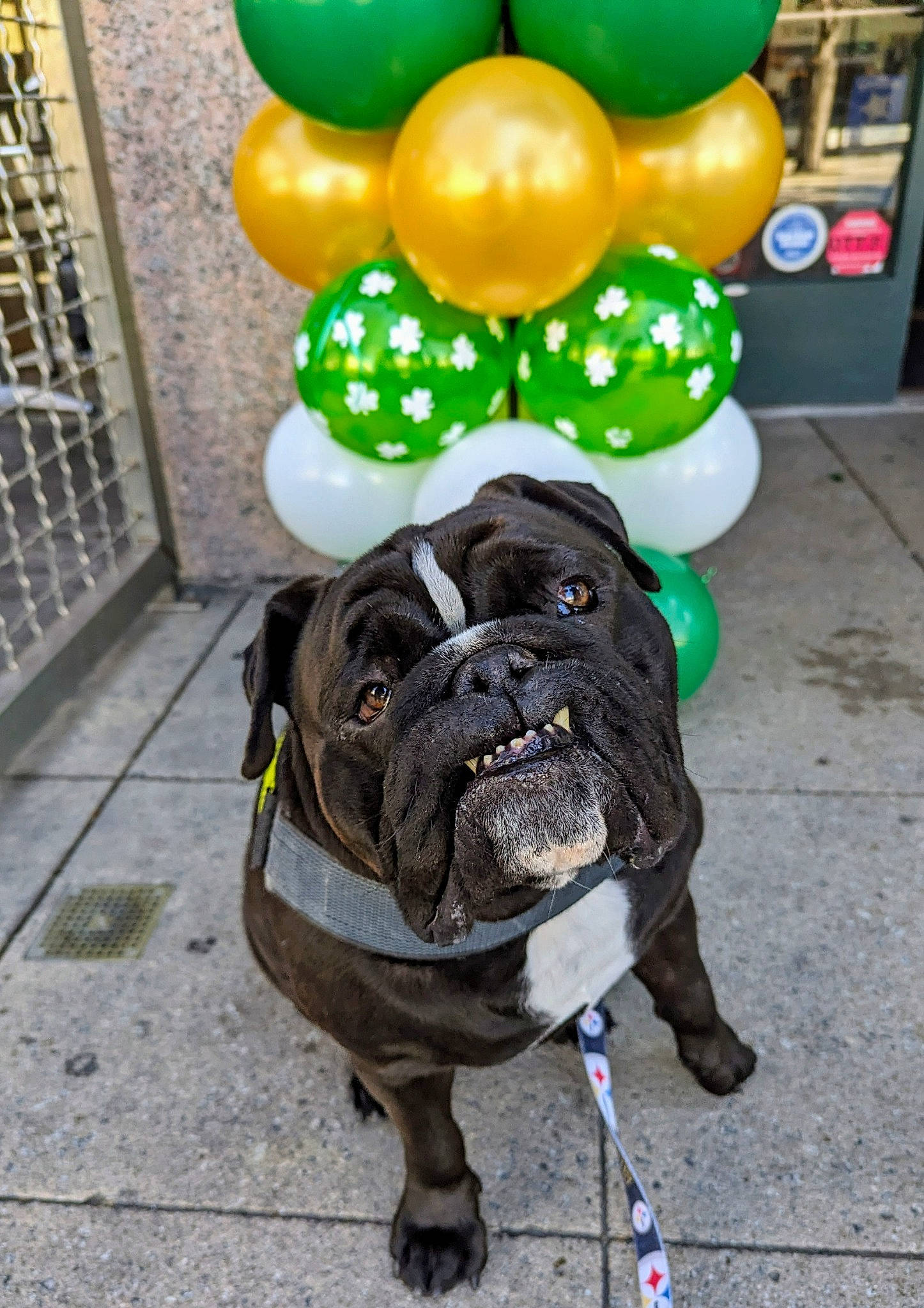 Rooney joined the competition — help win amazing prizes! balloon, bulldog, carnivore, collar, companion_dog, dog, dog_breed, dog_collar, dog_supply, fashion_accessory, fawn, leash, party_supply, pet_supply, sidewalk, snout, sporting_group, working_animal, working_dog, wrinkle