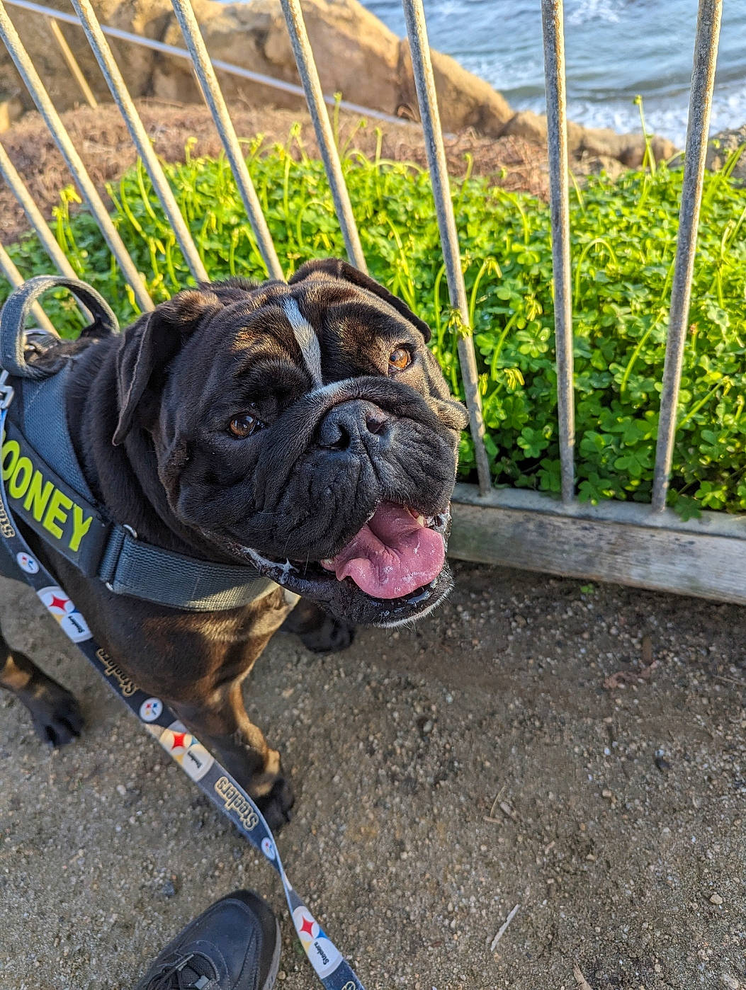 Rooney joined the competition — help win amazing prizes! automotive_tire, bulldog, carnivore, collar, companion_dog, dog, dog_breed, dog_collar, fawn, fence, grass, leash, pet_supply, plant, road_surface, sporting_group, toy_dog, water, working_animal, wrinkle