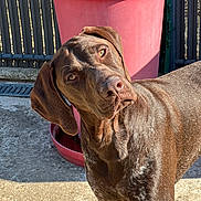 Asko a rejoint le concours — aidez-le/la à gagner de superbes lots ! dog, brown_dog, canine, pet, outdoor, sunlight, curious, head_tilt, eyes, fur, ear, planter, red, concrete, fence, shadow, daylight, animal, mammal, portrait