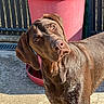 dog, brown_dog, canine, pet, outdoor, sunlight, curious, head_tilt, eyes, fur, ear, planter, red, concrete, fence, shadow, daylight, animal, mammal, portrait
