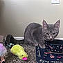 kitten, gray_cat, carpet, toy, plush_toy, yellow_duck_toy, food_bowl, cat_food, indoor, wall, floor, pet, cute, small_animal, playful, domestic_cat, mat, patterned, feline, young_cat