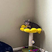 Smartie Marty is registered to the contest to win money with this photo: cat, cat_tree, yellow, tabby, toy, carpet, corner, wall, plush_toy, cat_cave, indoor, pet, feline, scratching_post, playful, animal, gray, floor, cute, resting