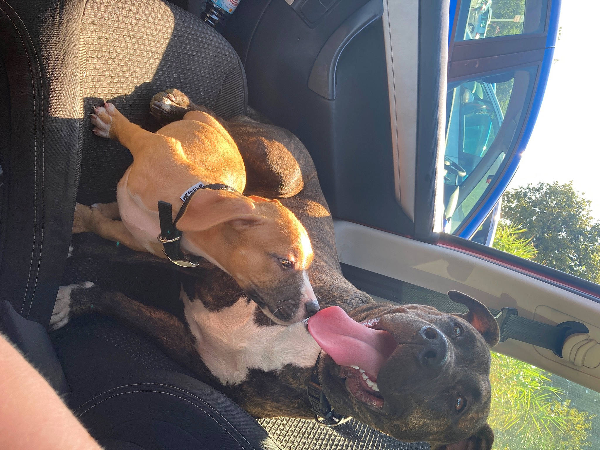 Rhomy participe au concours pour gagner de l'argent avec cette photo : canidae, carnivore, dog, dog_breed, fawn, feist, guard_dog, italian_greyhound, lurcher, non_sporting_group, sporting_group