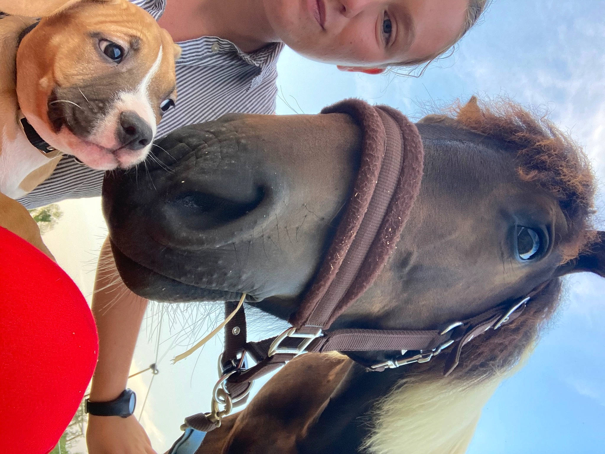 Rhomy participe au concours pour gagner de l'argent avec cette photo : bridle, canidae, carnivore, companion_dog, dog, dog_breed, ear, eye, fawn, halter, horse, horse_tack, leash, mammal, nose, photography, snout, sporting_group, vertebrate, working_animal