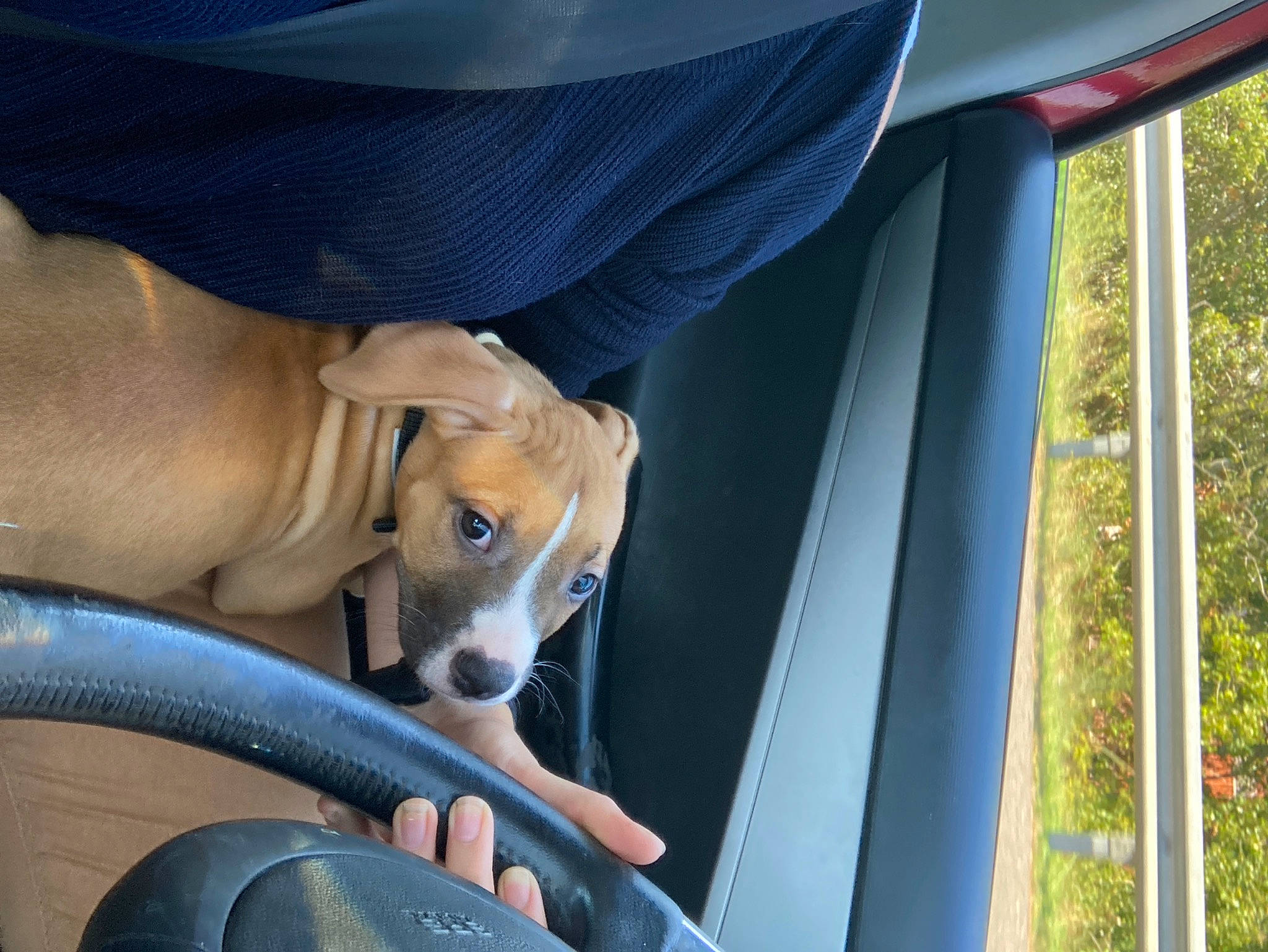 Rhomy a rejoint le concours — aidez-le/la à gagner de superbes lots ! canidae, carnivore, dog, dog_breed, fawn, puppy, rhodesian_ridgeback, snout, sporting_group, treeing_walker_coonhound