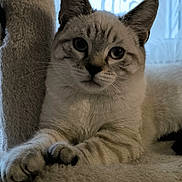 Youky a rejoint le concours — aidez-le/la à gagner de superbes lots ! cat, feline, indoor, plush, fur, closeup, paw, relaxed, pet, animal, whiskers, ears, soft, cute, portrait, resting, window, curtain, light, cozy
