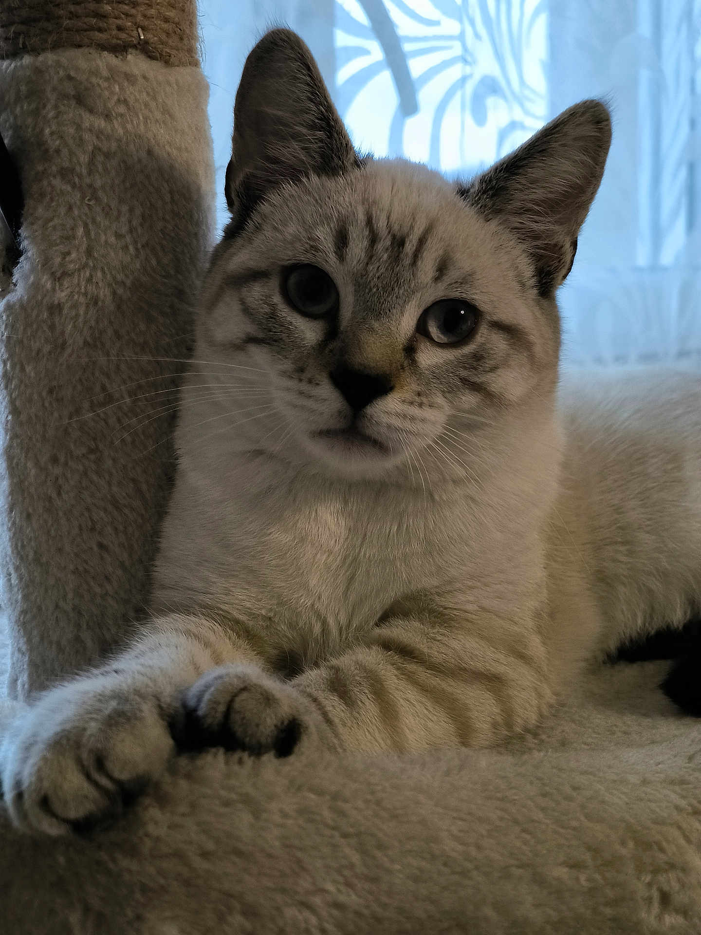 Youky a rejoint le concours — aidez-le/la à gagner de superbes lots ! cat, feline, indoor, plush, fur, closeup, paw, relaxed, pet, animal, whiskers, ears, soft, cute, portrait, resting, window, curtain, light, cozy