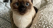 Yumi participe au concours pour gagner de l'argent avec cette photo : cat, kitten, siamese, blue_eyes, pet, indoor, blanket, cozy, fur, whiskers, cute, animal, bed, texture, closeup, soft, resting, young, comfort, curious