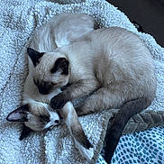 Yumi a rejoint le concours — aidez-le/la à gagner de superbes lots ! cat, siamese_cat, sleeping, cuddling, pet, animal, feline, cozy, blanket, bed, fur, indoor, resting, cute, two_animals, snuggling, tail, paw, soft_texture, relaxed