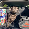 Neïa a rejoint le concours — aidez-le/la à gagner de superbes lots ! dog, car_trunk, sunlight, backpack, shopping_bag, pet, animal, canine, outdoor, travel, resting, seated, vehicle, gray_dog, shadow, fabric, colorful, leisure, companion, daylight