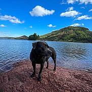 Neïa participe au concours pour gagner de l'argent avec cette photo : dog, black_dog, lake, water, rocky_shore, red_rocks, hill, greenery, trees, clouds, blue_sky, outdoor, nature, animal, pet, landscape, calm, serene, daytime, scenic