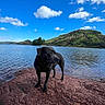 dog, black_dog, lake, water, rocky_shore, red_rocks, hill, greenery, trees, clouds, blue_sky, outdoor, nature, animal, pet, landscape, calm, serene, daytime, scenic