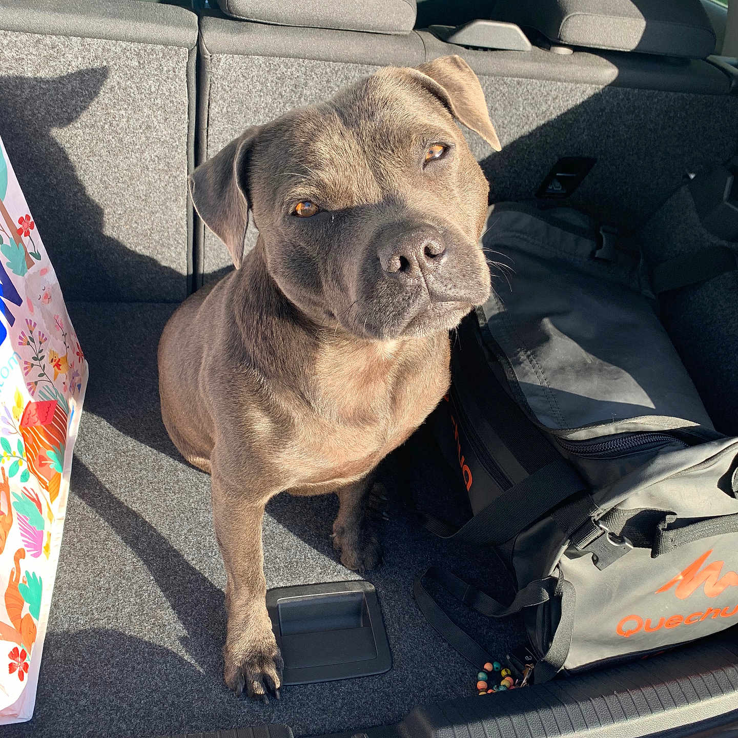 Neïa participe au concours pour gagner de l'argent avec cette photo : dog, car, backseat, sunlight, shadow, bag, backpack, pet, animal, brown_coat, floor, window, seat, cargo_area, daylight, domestic_animal, leisure, travel, companion, curious