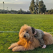 Sunny joined the competition — help win amazing prizes! affection, animal, child, cute, dog, field, fluffy, grass, hugging, leisure, nature, outdoor, park, pet, playing, relaxing, sky, sunlight, tree, warm_light