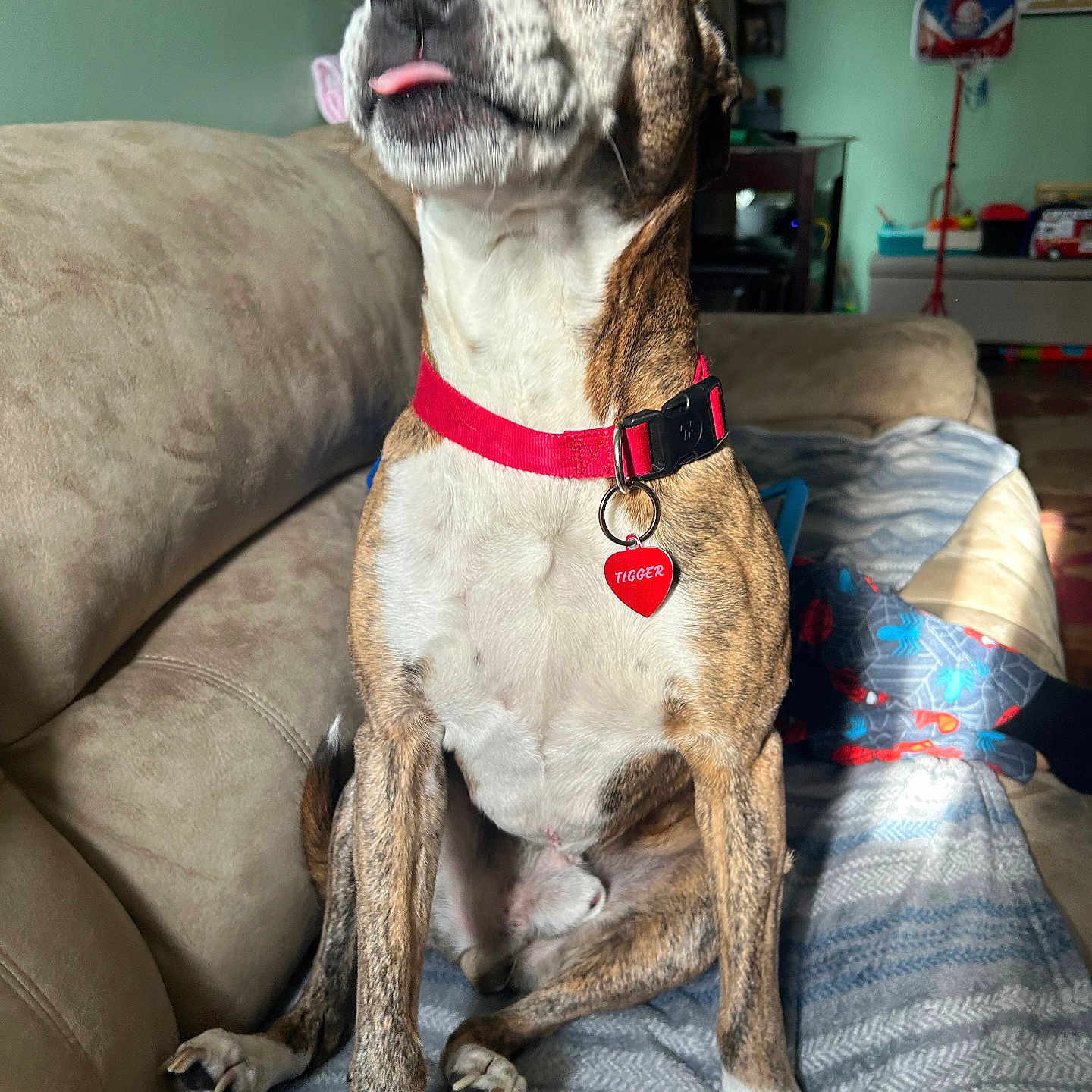 Tigger is registered to the contest to win money with this photo: accessories, animal, architecture, building, canine, couch, cushion, desk, dog, furniture, homedecor, hound, indoors, interiordesign, livingroom, pet, pointer, room, strap, table