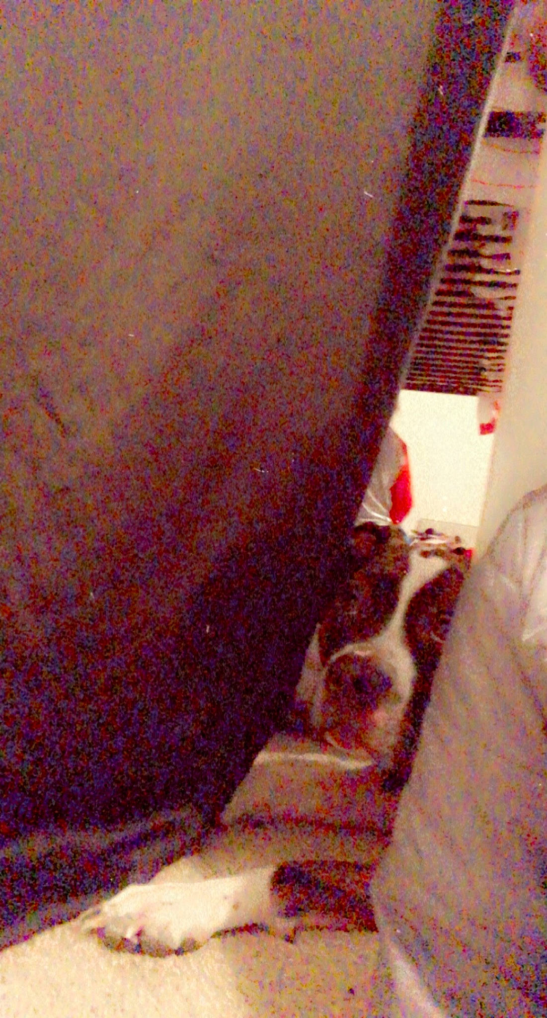 Titan is registered to the contest to win money with this photo: carmine, carpet, comfort, companion_dog, felidae, flesh, flooring, fur, human_leg, linens, magenta, pattern, room, sitting, small_to_medium_sized_cats, tints_and_shades, whiskers, wood