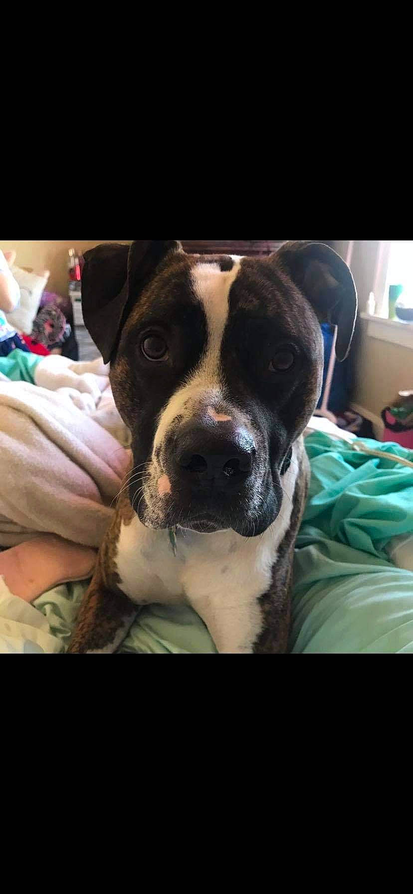 Titan is registered to the contest to win money with this photo: canidae, carnivore, cloud, comfort, companion_dog, dog, dog_breed, fawn, fur, guard_dog, happy, mammal, metal, puppy_love, selfie, snout, sporting_group, square, whiskers, working_animal