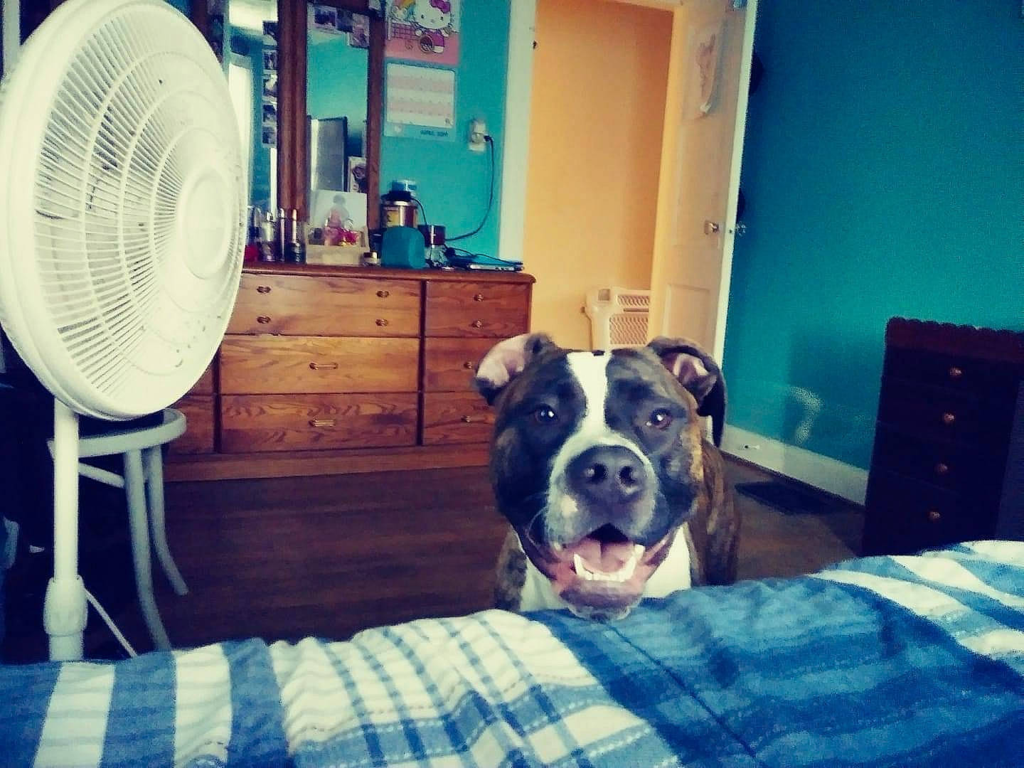 Titan joined the competition — help win amazing prizes! blue, carnivore, chair, comfort, companion_dog, dog, dog_breed, door, drawer, fawn, floor, furniture, house, mechanical_fan, morning, plaid, snout, window, wood, working_animal