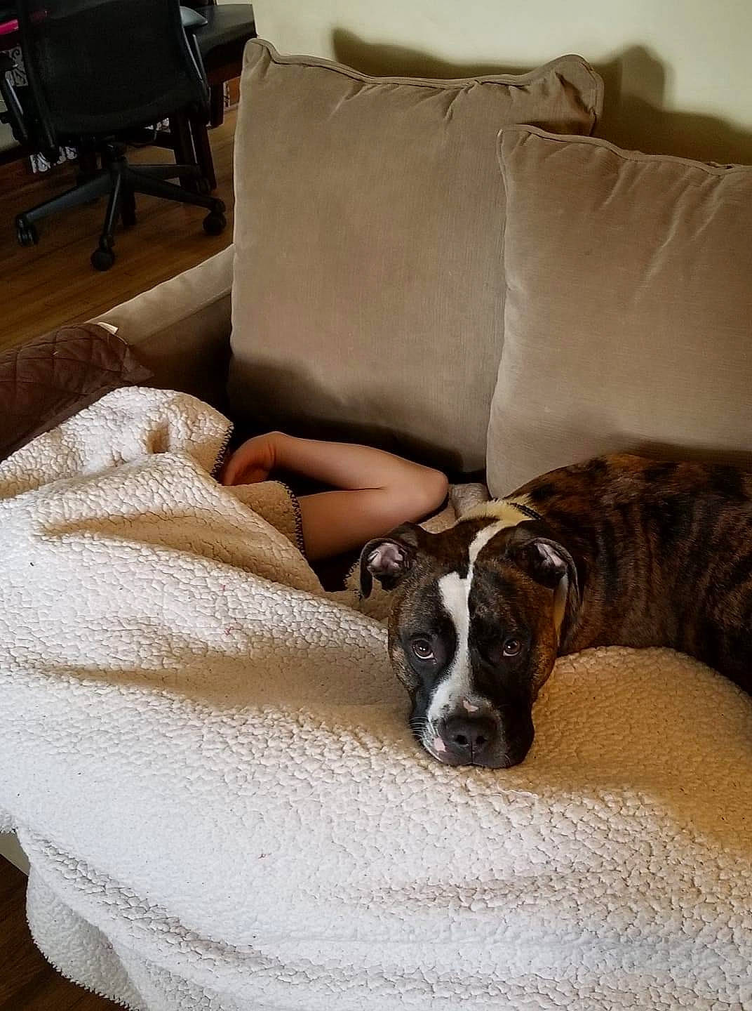 Titan is registered to the contest to win money with this photo: bedding, carnivore, comfort, companion_dog, couch, dog, dog_breed, fawn, floor, flooring, furniture, hardwood, linens, living_room, room, snout, sporting_group, terrestrial_animal, wood, working_animal