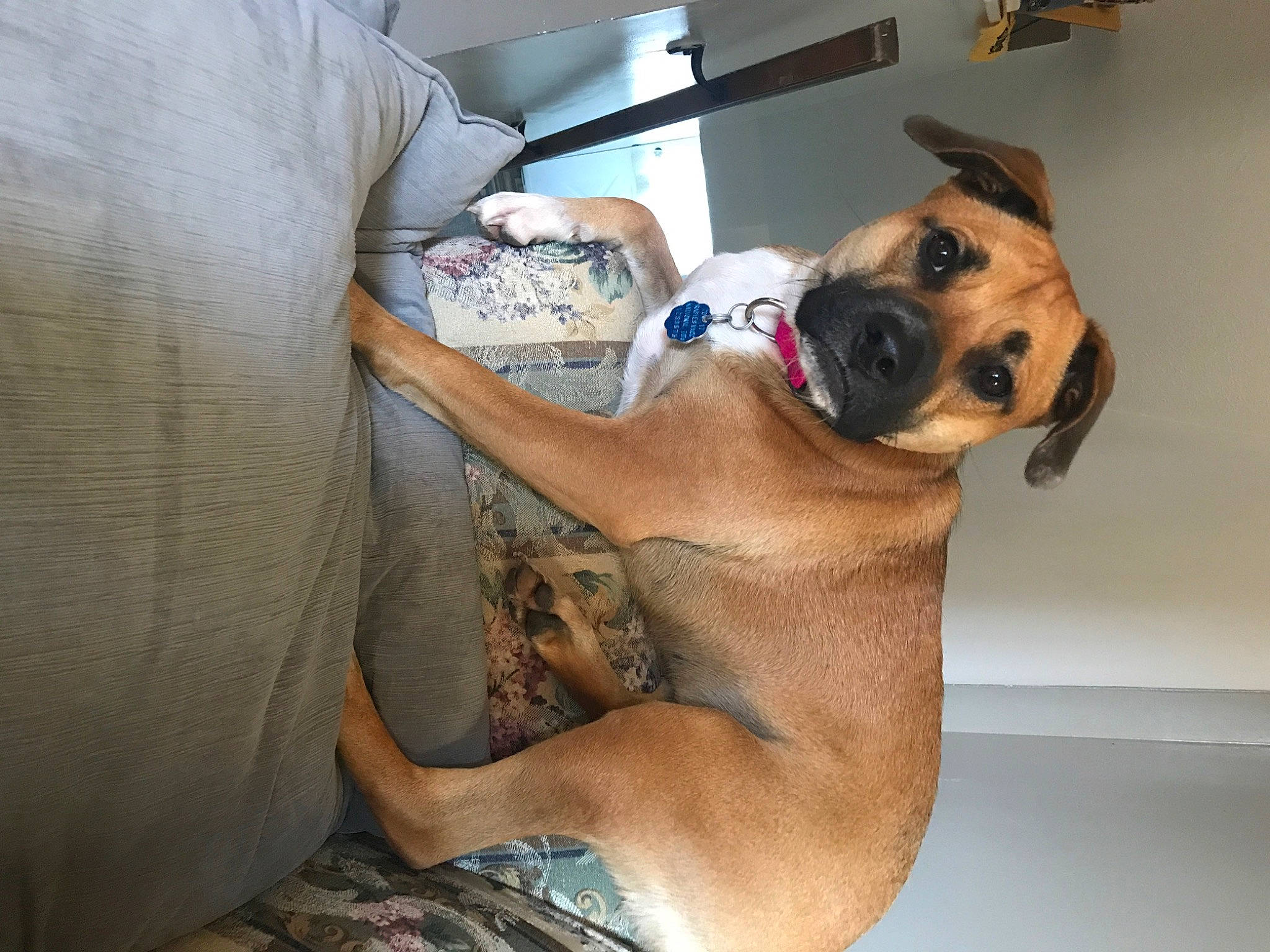 Khloe is registered to the contest to win money with this photo: boxer, canidae, carnivore, collar, comfort, companion_dog, dog, dog_breed, dog_collar, ear, elbow, fawn, guard_dog, human_leg, snout, sporting_group, whiskers, working_animal, working_dog, wrinkle