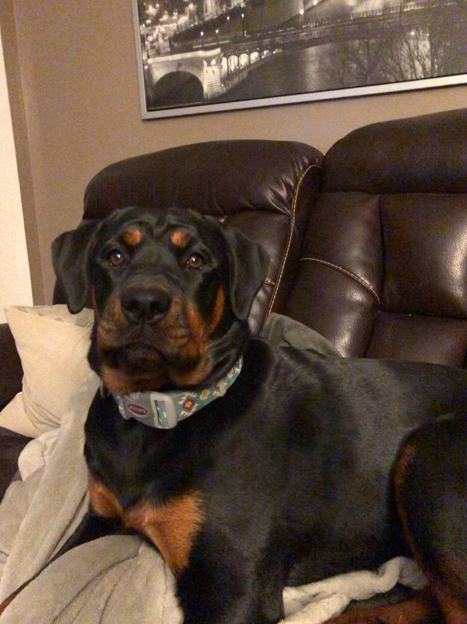 Jada joined the competition — help win amazing prizes! carnivore, chair, collar, comfort, companion_dog, dog, dog_breed, dog_collar, fur, guard_dog, hunting_dog, liver, picture_frame, rottweiler, sporting_group, terrestrial_animal, whiskers, working_animal, working_dog