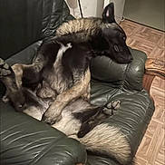 Doumbé participe au concours pour gagner de l'argent avec cette photo : animal, black_and_tan, canine, companion, couch, dog, ears, floor, fur, household, indoor, leather_couch, living_room, lying_down, paws, pet, relaxed, resting, sprawled, wood_floor