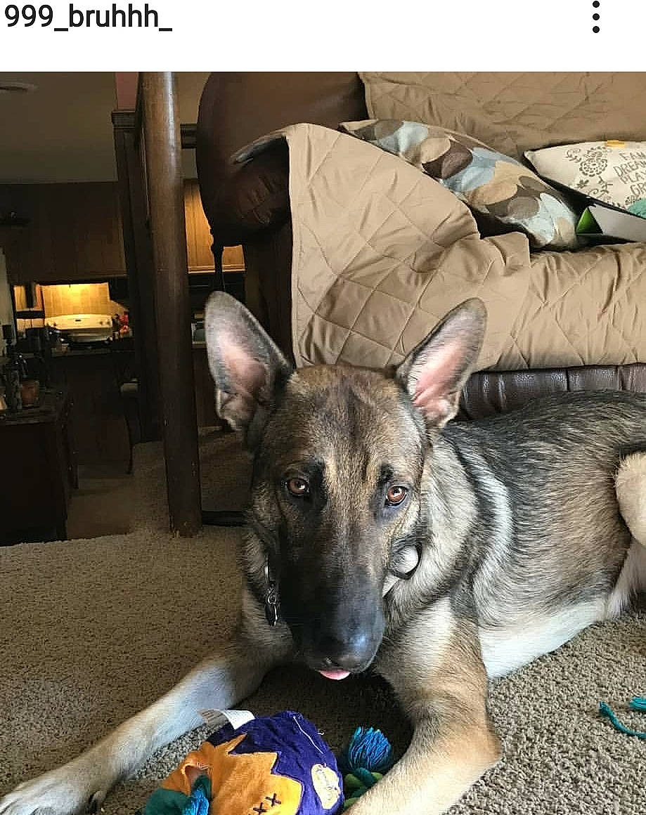 Shadow is registered to the contest to win money with this photo: belgian_shepherd_malinois, canidae, carnivore, dog, dog_breed, fawn, german_shepherd_dog, mammal, norwegian_elkhound, rare_breed_dog, vertebrate