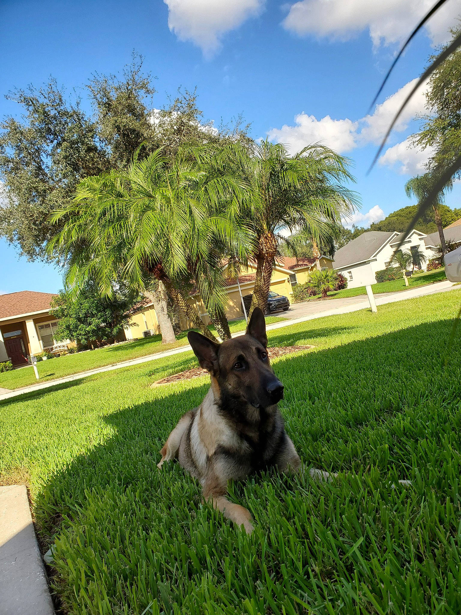 Shadow joined the competition — help win amazing prizes! canidae, carnivore, dog, dog_breed, fawn, german_shepherd_dog, grass, home, house, lawn, plant, sky, snout, tree