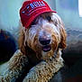 dog, canine, pet, fluffy, curly_fur, red_cap, hat, chicago_bulls, indoor, closeup, tongue_out, cute, animal, mammal, portrait, furry, friendly, domestic_animal, headwear, smiling