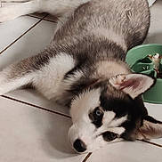 Toto participe au concours pour gagner de l'argent avec cette photo : animal, blue_eyes, brown_eyes, canine, close_up, cute, dog, domestic_animal, ears, floor, food_bowl, fur, husky, indoor, lying_down, pet, puppy, resting, tile_floor, young_dog