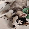 animal, blue_eyes, brown_eyes, canine, close_up, cute, dog, domestic_animal, ears, floor, food_bowl, fur, husky, indoor, lying_down, pet, puppy, resting, tile_floor, young_dog